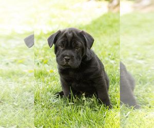 Cocker-Pei Puppy for sale in MILLERSBURG, IN, USA