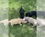 Image preview for Ad Listing. Nickname: Litter of 4