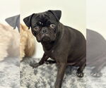 Small #5 Pug