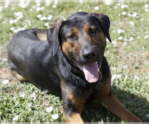 Great Dane-Rottweiler Mix Dogs for adoption in Placerville, CA, USA