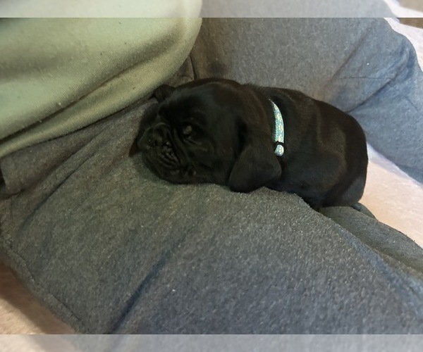 Medium Photo #20 Frenchie Pug Puppy For Sale in BLOOMINGTON, IL, USA