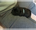 Small Photo #20 Frenchie Pug Puppy For Sale in BLOOMINGTON, IL, USA