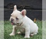 Small #3 French Bulldog