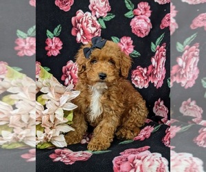 Poodle (Miniature) Puppy for sale in NEW HOLLAND, PA, USA