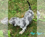 Small #5 Catahoula Leopard Dog