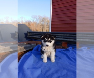 Siberian Husky Puppy for sale in GAFFNEY, SC, USA