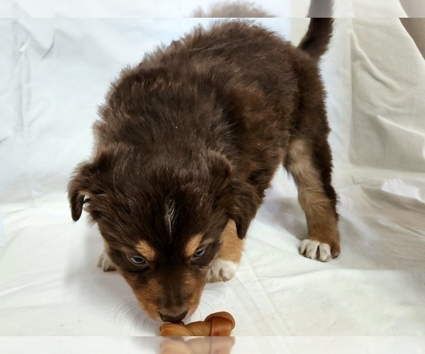 Full screen Photo #5 Australian Shepherd Puppy For Sale in FLORENCE, CO, USA
