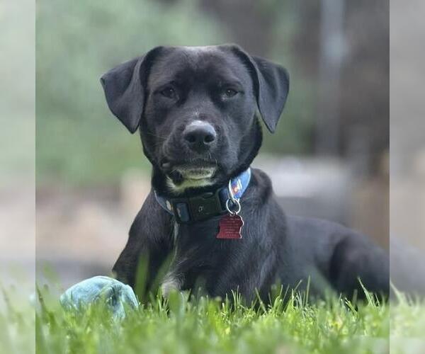 Medium Photo #6 Labrador Retriever-Unknown Mix Puppy For Sale in San Diego, CA, USA