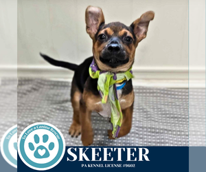 Chihuahua-Unknown Mix Dogs for adoption in Kimberton, PA, USA