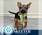 Small Chihuahua Mix