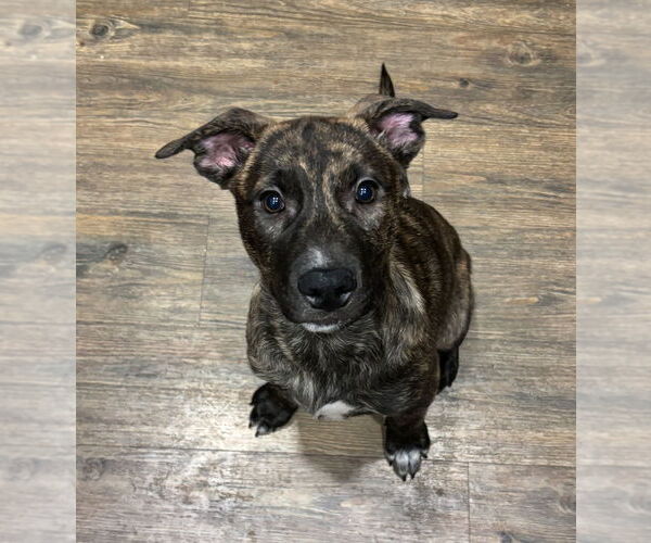 Medium Photo #4 Mutt Puppy For Sale in Dana Point, CA, USA