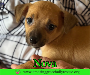 Chihuahua Dogs for adoption in Pensacola, FL, USA