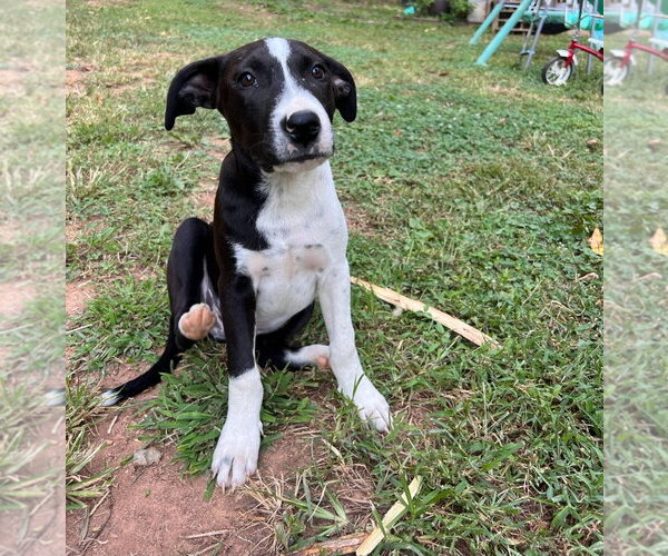Medium Photo #3 Mutt Puppy For Sale in Chester, VA, USA