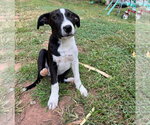 Small Photo #3 Mutt Puppy For Sale in Chester, VA, USA