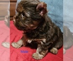 Small #5 Yorkshire Terrier