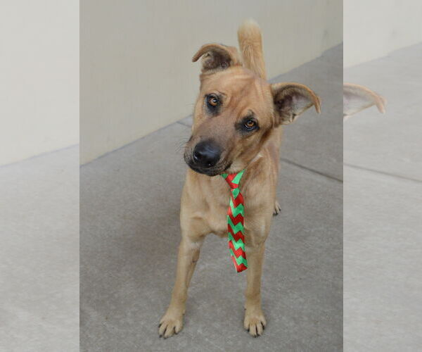 Medium Photo #2 Mutt Puppy For Sale in McKinney, TX, USA