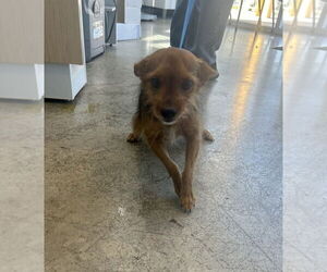 Mutt Dogs for adoption in Oak Bluffs, MA, USA