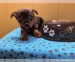 Small Photo #1 Chihuahua Puppy For Sale in PATERSON, NJ, USA