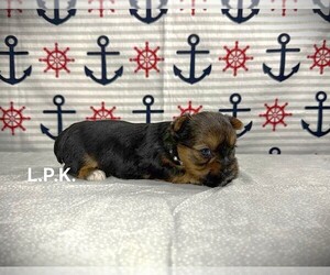 Yorkshire Terrier Puppy for sale in WINNSBORO, LA, USA