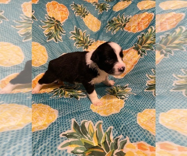Medium Photo #15 Border Collie Puppy For Sale in AIKEN, SC, USA