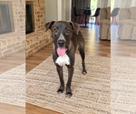 Small Photo #3 Labrador Retriever-Unknown Mix Puppy For Sale in Euless, TX, USA