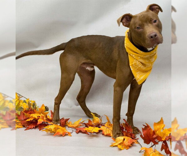 Medium Photo #1 Mutt Puppy For Sale in Sanford, FL, USA
