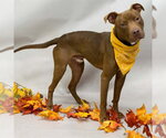 BROCK - Male Mutt Dog for Adoption - Small photo