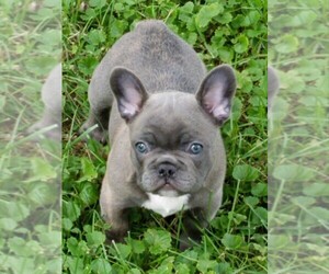 French Bulldog Puppy for sale in DANVILLE, IL, USA