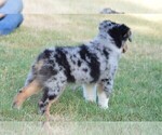Small Photo #4 Miniature Australian Shepherd Puppy For Sale in STEPHENVILLE, TX, USA