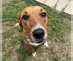 Small #6 Feist Terrier-Mountain Cur Mix