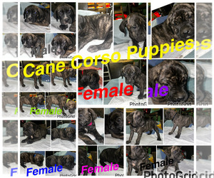 Cane Corso-Presa Canario Mix Puppy for sale in BALTIMORE, MD, USA