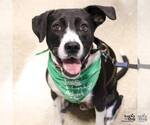 Small Photo #15 Borador Puppy For Sale in Washington, DC, USA