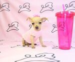 Small Photo #2 Chihuahua Puppy For Sale in LAS VEGAS, NV, USA