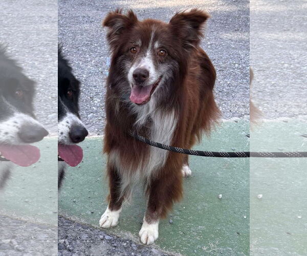 Medium Photo #1 Australian Shepherd Puppy For Sale in Rustburg, VA, USA