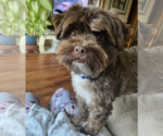 Wilson - Male Havanese-Unknown Mix Dog for Adoption - Small photo