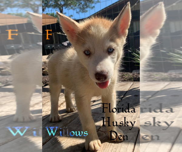 Medium Photo #1 Siberian Husky Puppy For Sale in NEW PORT RICHEY, FL, USA