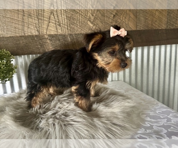 Medium Photo #4 Yorkshire Terrier Puppy For Sale in NAPPANEE, IN, USA
