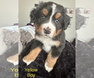 Bernese Mountain Dog Litter for sale in COLORADO SPRINGS, CO, USA