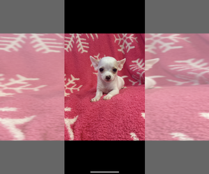 Chihuahua Puppy for Sale in SHERMAN, Texas USA