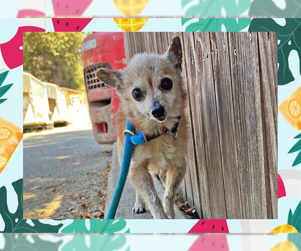 Medium Photo #2 Chihuahua Puppy For Sale in Ojai, CA, USA