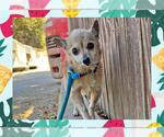 Small #1 Chihuahua