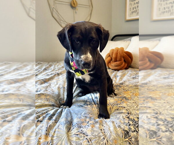 Medium Photo #3 Collie-Unknown Mix Puppy For Sale in Boston, MA, USA