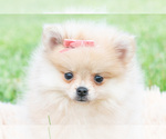 Small #3 Pomeranian