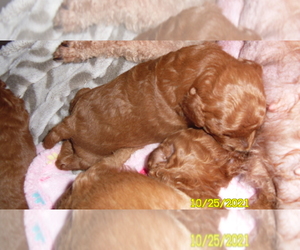 Poodle (Toy) Puppy for sale in DULUTH, GA, USA
