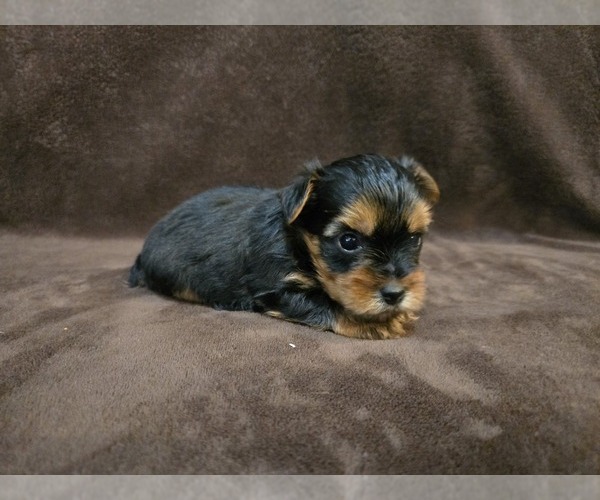 Medium Photo #7 Yorkshire Terrier Puppy For Sale in CARLYLE, IL, USA