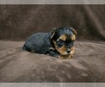 Small #6 Yorkshire Terrier