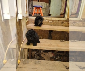Cavapoo Puppy for sale in CANDLER, NC, USA