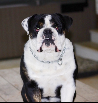Medium Photo #1 Bulldog Puppy For Sale in PEACHLAND, NC, USA