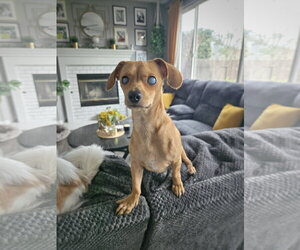 *HARPY CRYPTID -- BLIND - Male Chiweenie Dog for Adoption - Photo #4