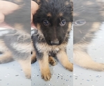 Small Photo #3 German Shepherd Dog Puppy For Sale in OGDEN, NY, USA
